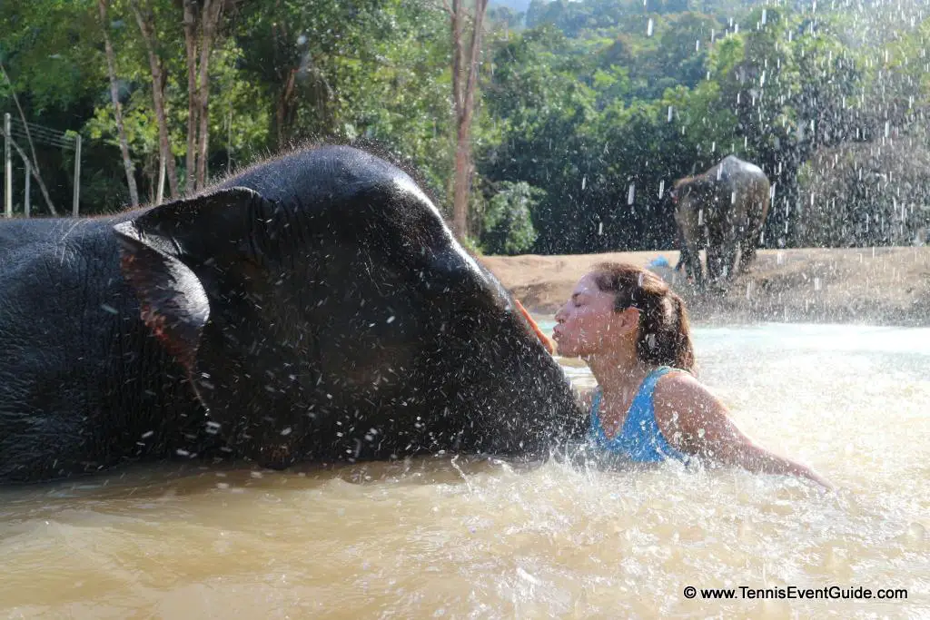 Phuket Elephant Retirement Park 